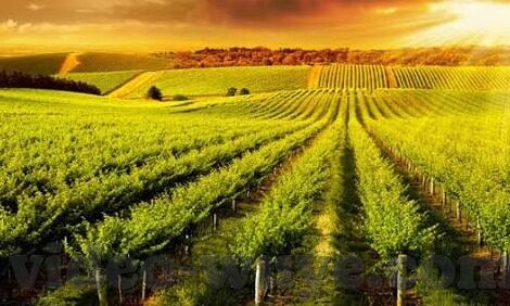 中文字幕电影乱码在线观看-探索中文电影的多元世界，中文字幕电影的在线观影体验